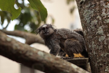 Monkeys feeding in the backyard
