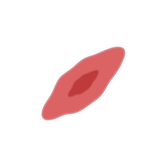 endothelial cell of blood vessel. Vector illustration.