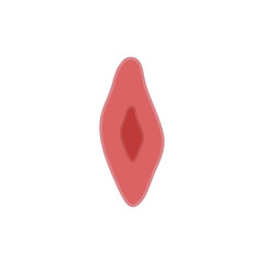 endothelial cell of blood vessel. Vector illustration.