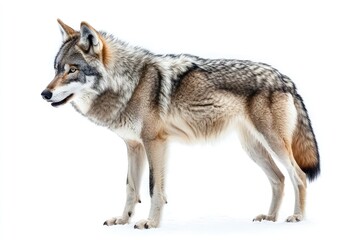 Obraz premium Standing Wolf in Winter Isolated on White Background Studio Shot