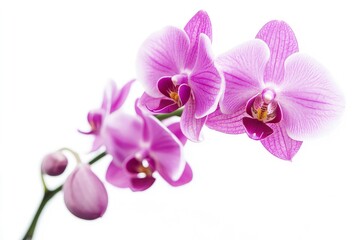 Fototapeta premium Blooming Purple Orchid Flowers Isolated on White Background Close Up View