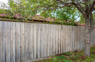 A natural wood fence with vertical boards creates a privacy barrier between residential properties. The weathered and aged backyard fence belongs to a suburban house in Australia.