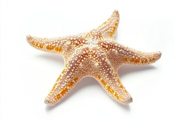 Isolated Starfish Close-up on White Background Exhibiting Its Natural Colors