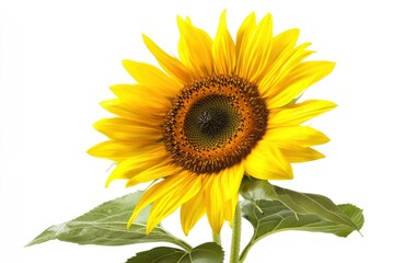 Obraz premium Blooming Yellow Sunflower with Green Leaves Against White Background
