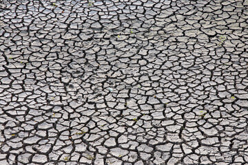 cracked, dry desert ground with a small green sprout emerging, symbolizing resilience. Perfect for environmental and nature photography themes