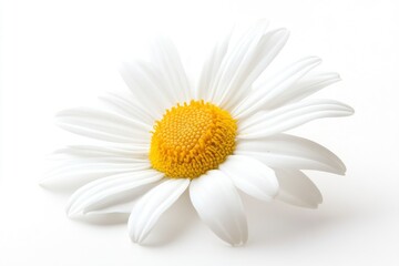 Fototapeta premium Isolated Daisy Flower with White Petals and Bright Yellow Center