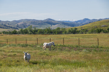 Fototapeta premium White wild burros in a field