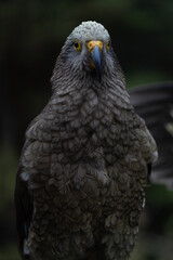 New Zealand Kea bird up close with high detail