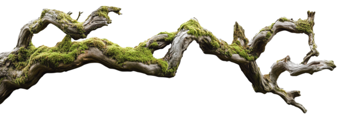 weathered tree branch, covered in patches of vibrant green moss, isolated on transparent background