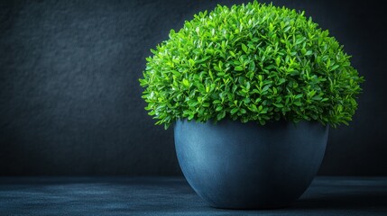 Serene Green Sphere: A Lush Boxwood in a Dark Pot