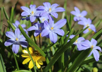 Chionodoxa. Violet flowers on a brown background. Beautiful natural background. Spring flowers close-up. delicate bud in the green grass. The petals. A vibrant landscape. The awakening of nature. Prim