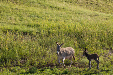 Wild burro with foal in tall grass