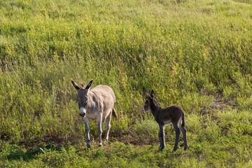 Wild burro with foal in tall grass