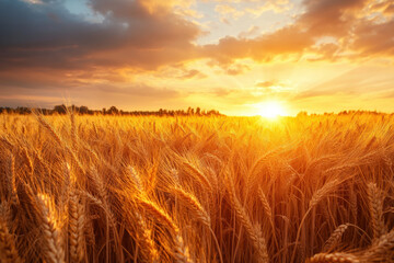 Obraz premium Wheat field at sunset: Golden light bathing ripe crops, casting long shadows as the sun dips below the horizon, painting the sky in hues of pink and orange.