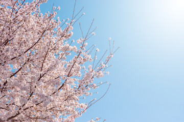 満開の桜と青い空
