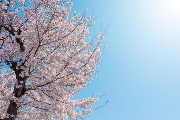 満開の桜と青い空