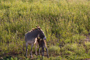 Wild burro with foal in tall grass
