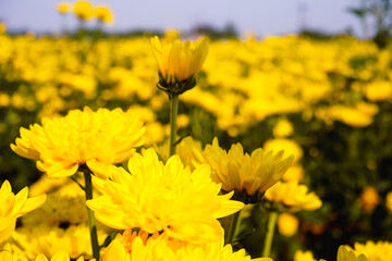 A field of bright yellow chrysanthemums blooming under the summer sun