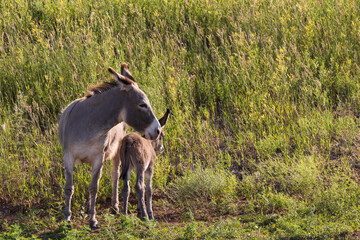 Wild burro with foal in tall grass