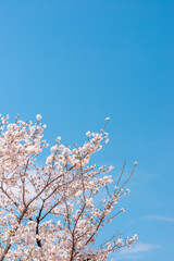 青空に映える桜