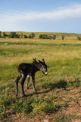 Black wild burro foals in tall grass