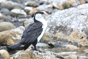 Elsterscharbe / Australian pied cormorant / Phalacrocorax varius