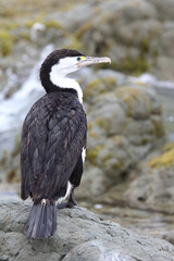 Elsterscharbe / Australian pied cormorant / Phalacrocorax varius
