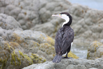 Elsterscharbe / Australian pied cormorant / Phalacrocorax varius