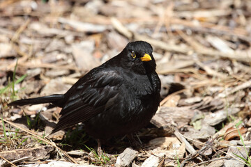 Amsel oder Schwarzdrossel / Blackbird / Turdus merula