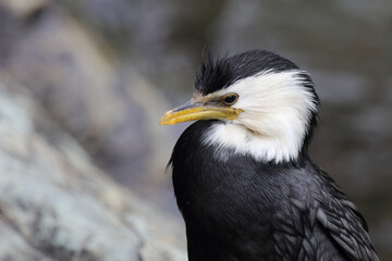 Australische Zwergscharbe oder Kräuselscharbe / Little pied cormorant or Little shag / Microcarbo melanoleucos