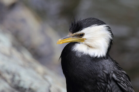 Australische Zwergscharbe oder Kr&auml;uselscharbe / Little pied cormorant or Little shag / Microcarbo melanoleucos