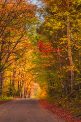 Vibrant autumn colors form a canopy over a gravel road in Vermont