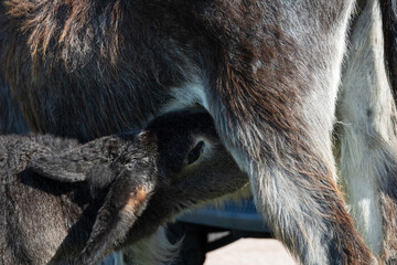 Burro foal drinking from mother