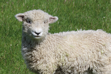Romneyschaf / Romney sheep / Ovis.