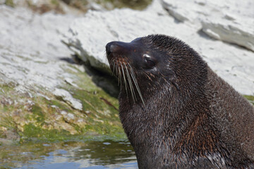 Neuseeländischer Seebär / New Zealand fur seal / Arctocephalus forsteri