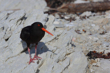 Neuseeländischer Austernfischer / Variable oystercatcher / Haematopus unicolor
