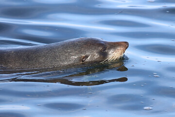 Obraz premium Neuseeländischer Seebär / New Zealand fur seal / Arctocephalus forsteri