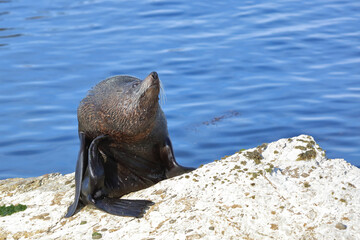 Neuseeländischer Seebär / New Zealand fur seal / Arctocephalus forsteri