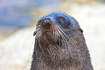 Neuseeländischer Seebär / New Zealand fur seal / Arctocephalus forsteri