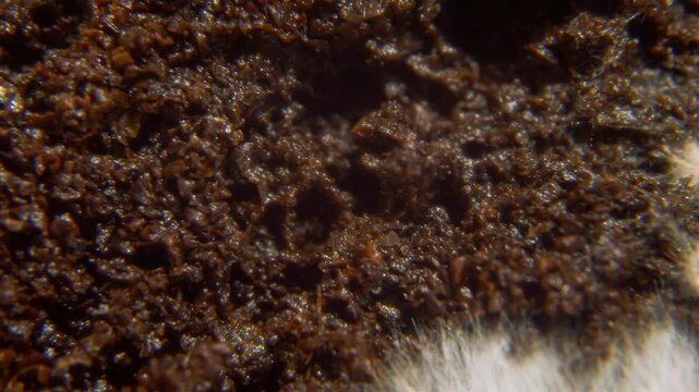 Mycelium of pleurotus ostreatus grows on coffee grounds - 5 days timelapse 
