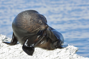 Neuseeländischer Seebär / New Zealand fur seal / Arctocephalus forsteri