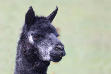 Alpaka / Alpaca / Vikugna pacos