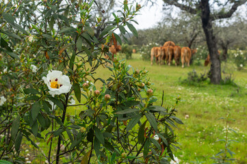 Close-Up of Rockrose Flower (Cistus) with Blurred Avileña Cattle in Background – Holm Oak Meadow...