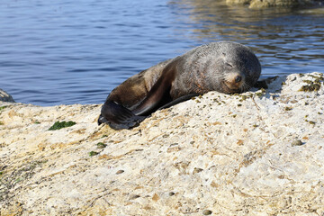 Naklejka premium Neuseeländischer Seebär / New Zealand fur seal / Arctocephalus forsteri