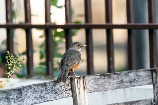 Orange-headed thrush exploring the garden in search of food