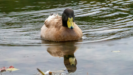 Mallard ducks swimming and foraging in the calm lake