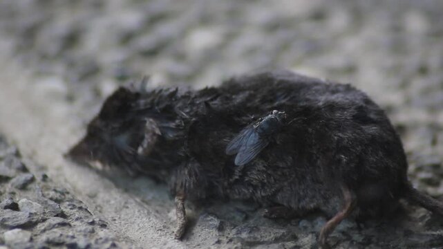 Dead common shrew lying on a concrete floor after being killed by a cat. A fly eating dead shrew

