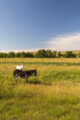 Burros standing in tall green grass
