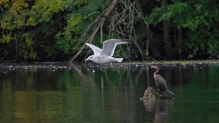 Fototapeta premium Seagulls flying over the calm lake