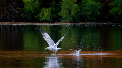 Seagulls flying over the calm lake